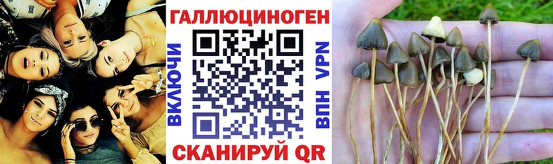 Псилоцибиновые грибы Cubensis  Таштагол 